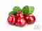 Kultur-Preiselbeeren 2000 g